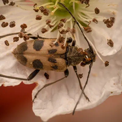 speckled longhorn beetle