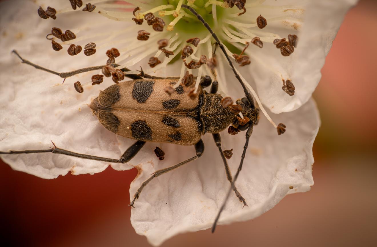 Gefleckter Blütenhalsbock – No. 2