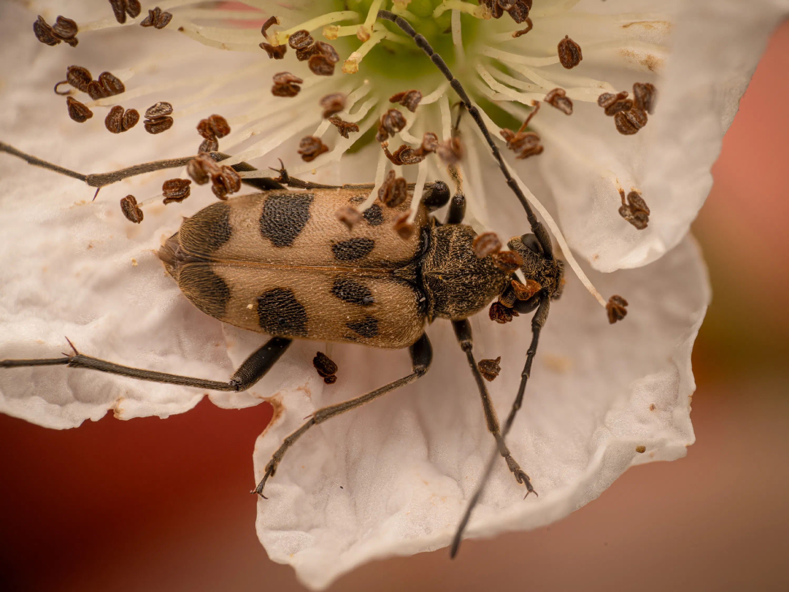 Gefleckter Blütenhalsbock