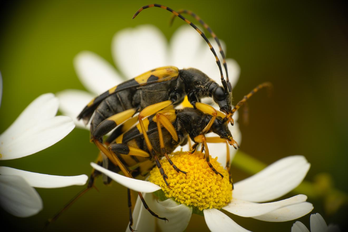 Spotted Longhorn Beetle – No. 1
