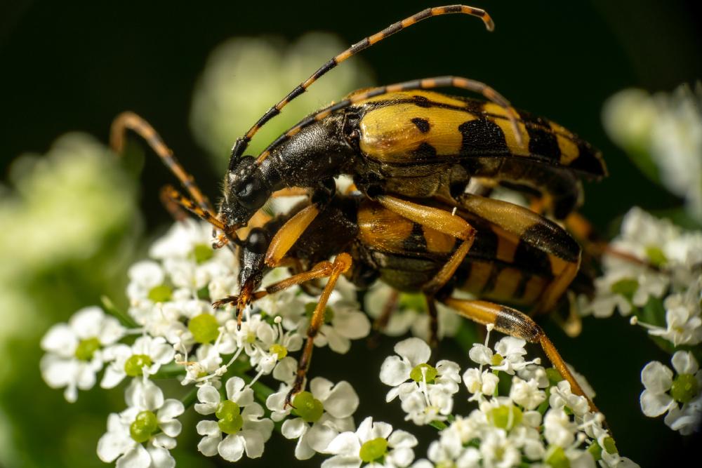 February 23, 2024 – Issue No. 189
– Issue No. 189: “Spotted Longhorn Beetle“ Spotted Longhorn Beetle