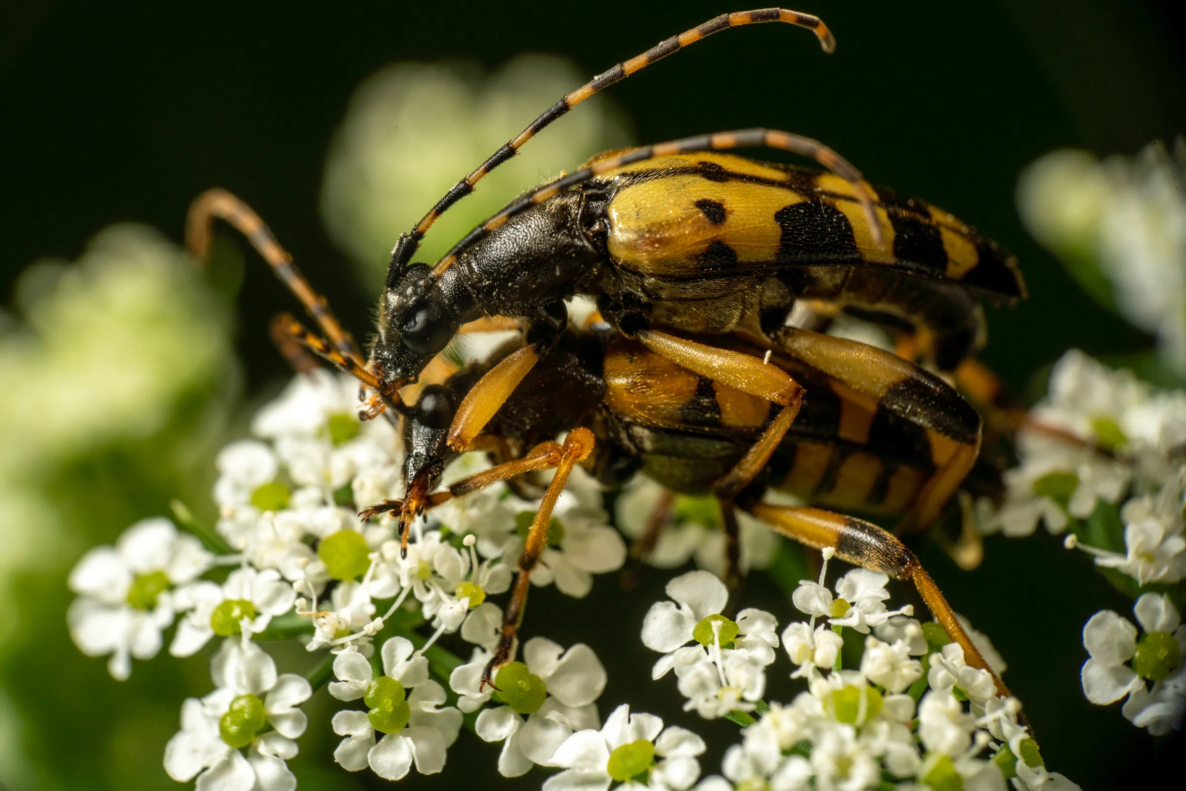 Gefleckter Schmalbock