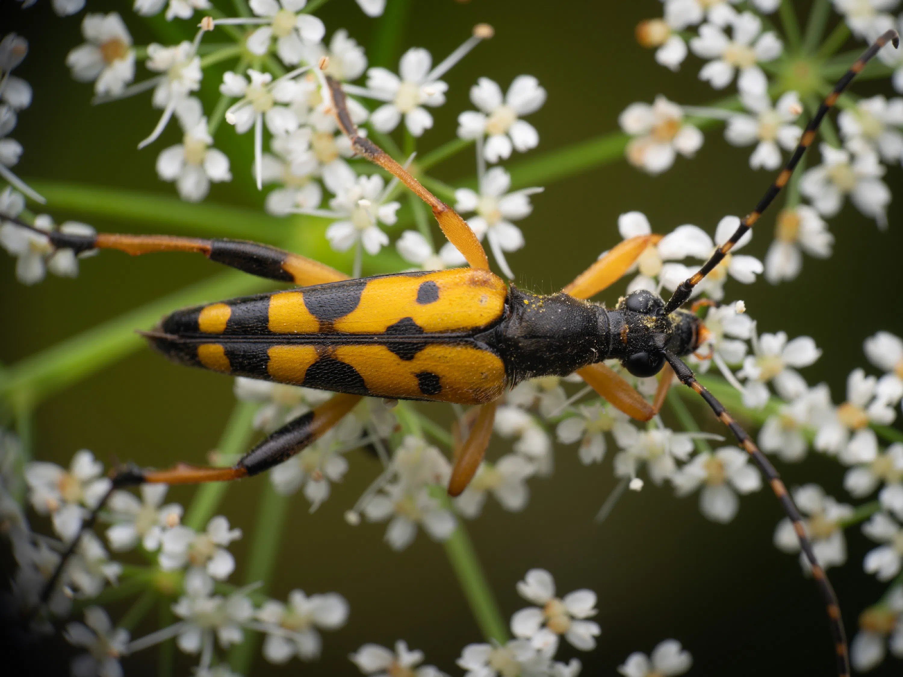 Gefleckter Schmalbock