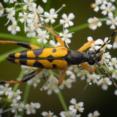 Spotted Longhorn Beetle
