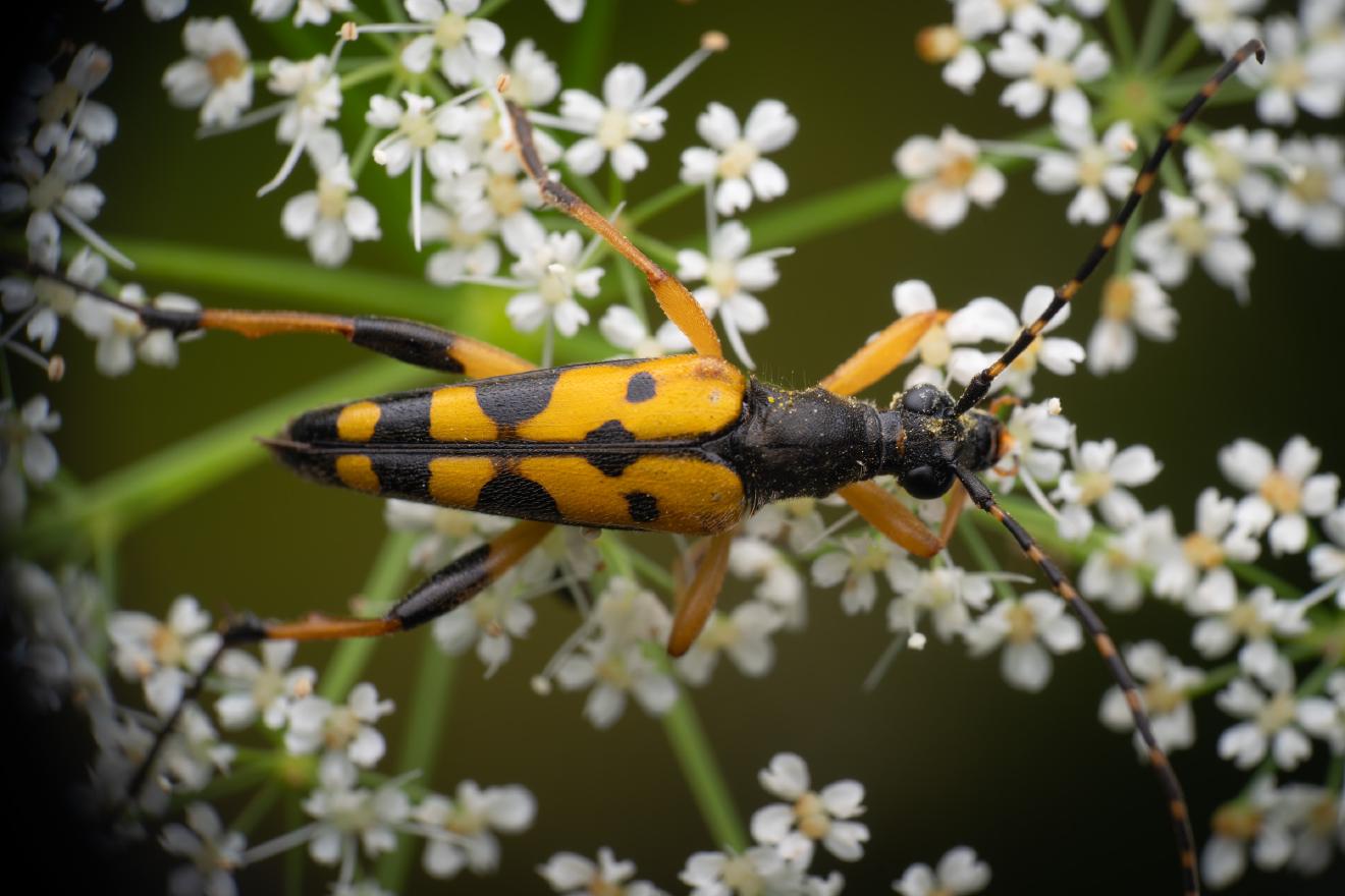 Spotted Longhorn Beetle – No. 2