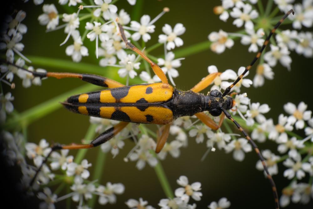 December 27, 2024 – Issue No. 497
– Issue No. 497: “Spotted Longhorn Beetle“ Spotted Longhorn Beetle