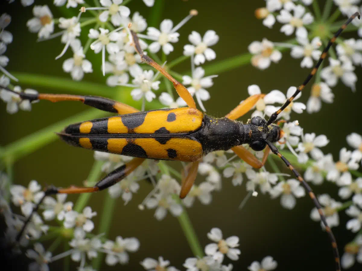 Gefleckter Schmalbock