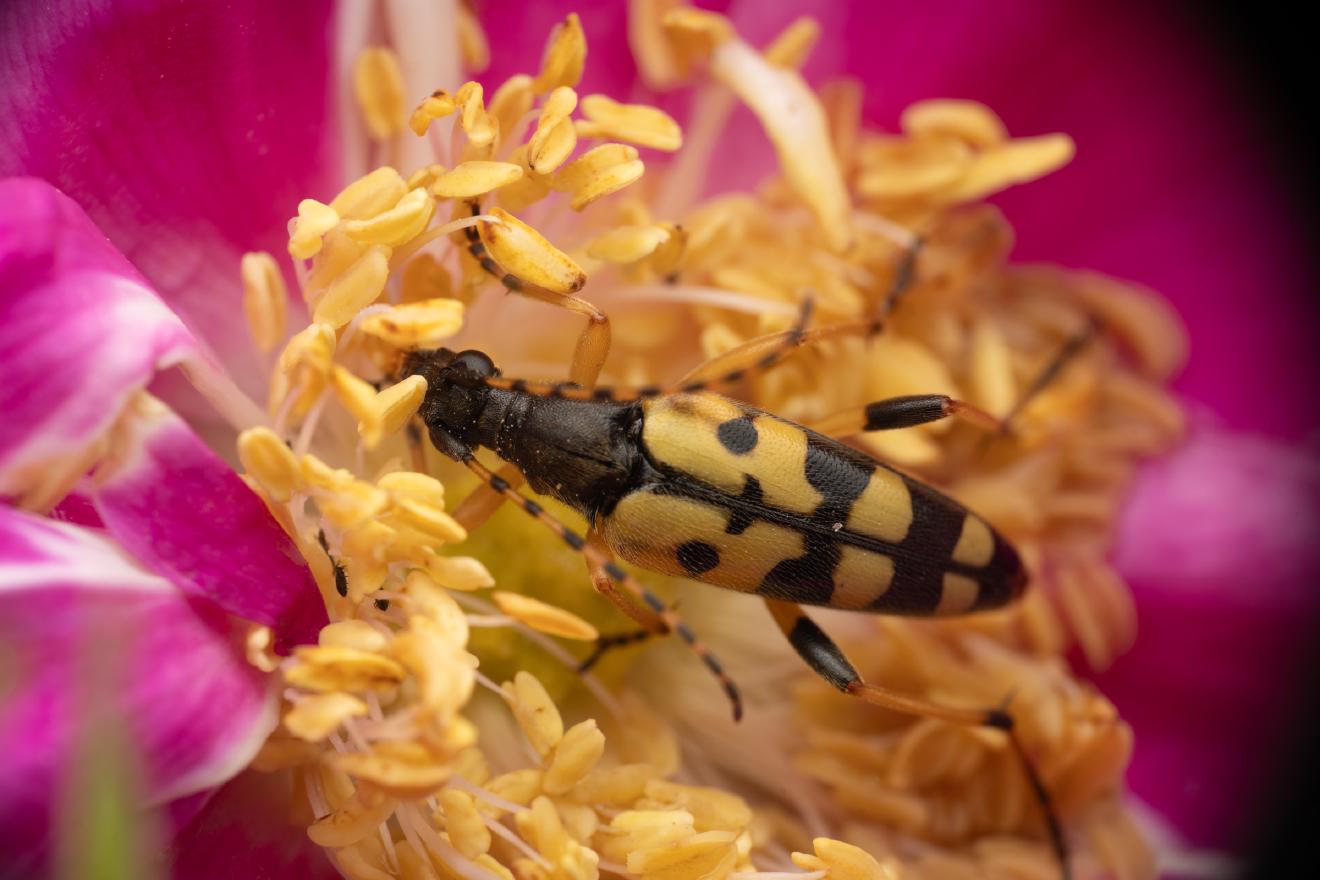 Spotted Longhorn Beetle – No. 4