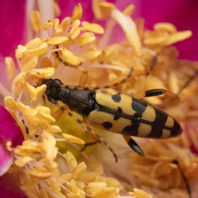 Gefleckter Schmalbock