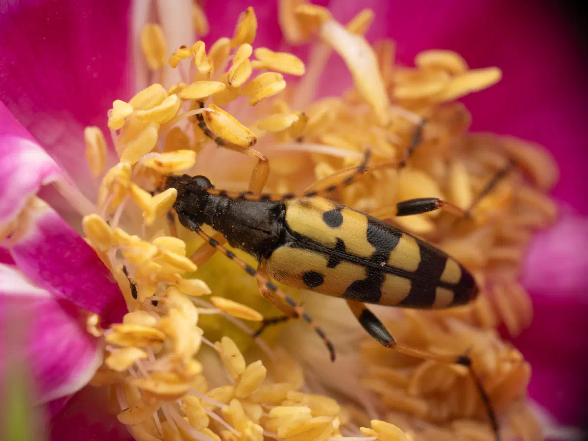 Gefleckter Schmalbock