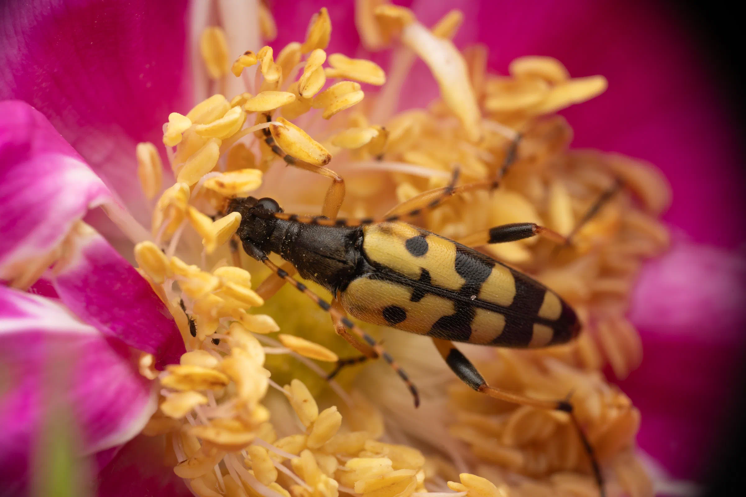 Gefleckter Schmalbock
