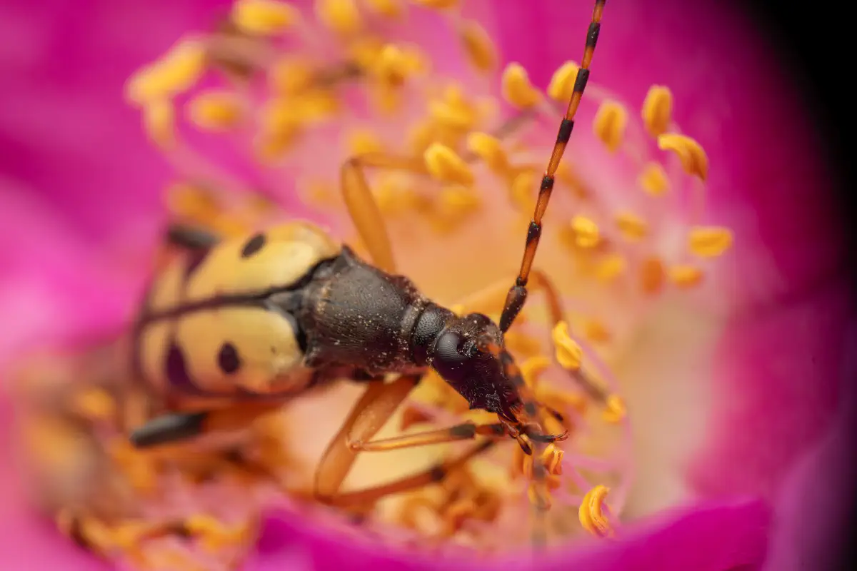 Spotted Longhorn Beetle – No. 5