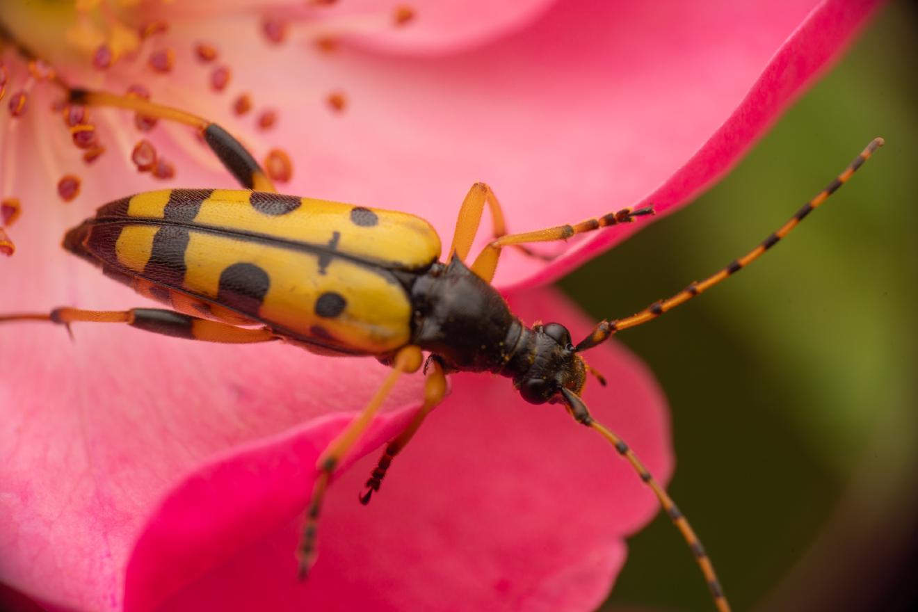 Spotted Longhorn Beetle – No. 6