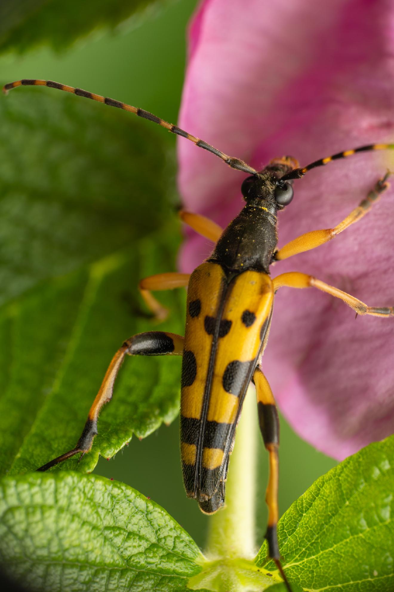Spotted Longhorn Beetle – No. 7