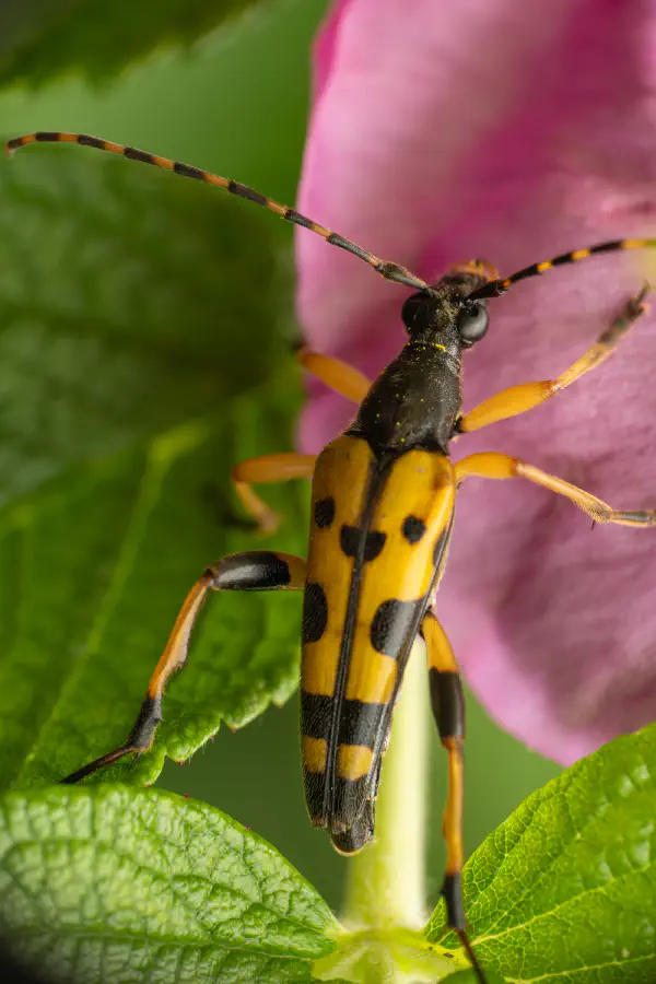 Spotted Longhorn Beetle – No. 7