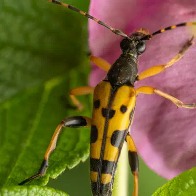 Gefleckter Schmalbock