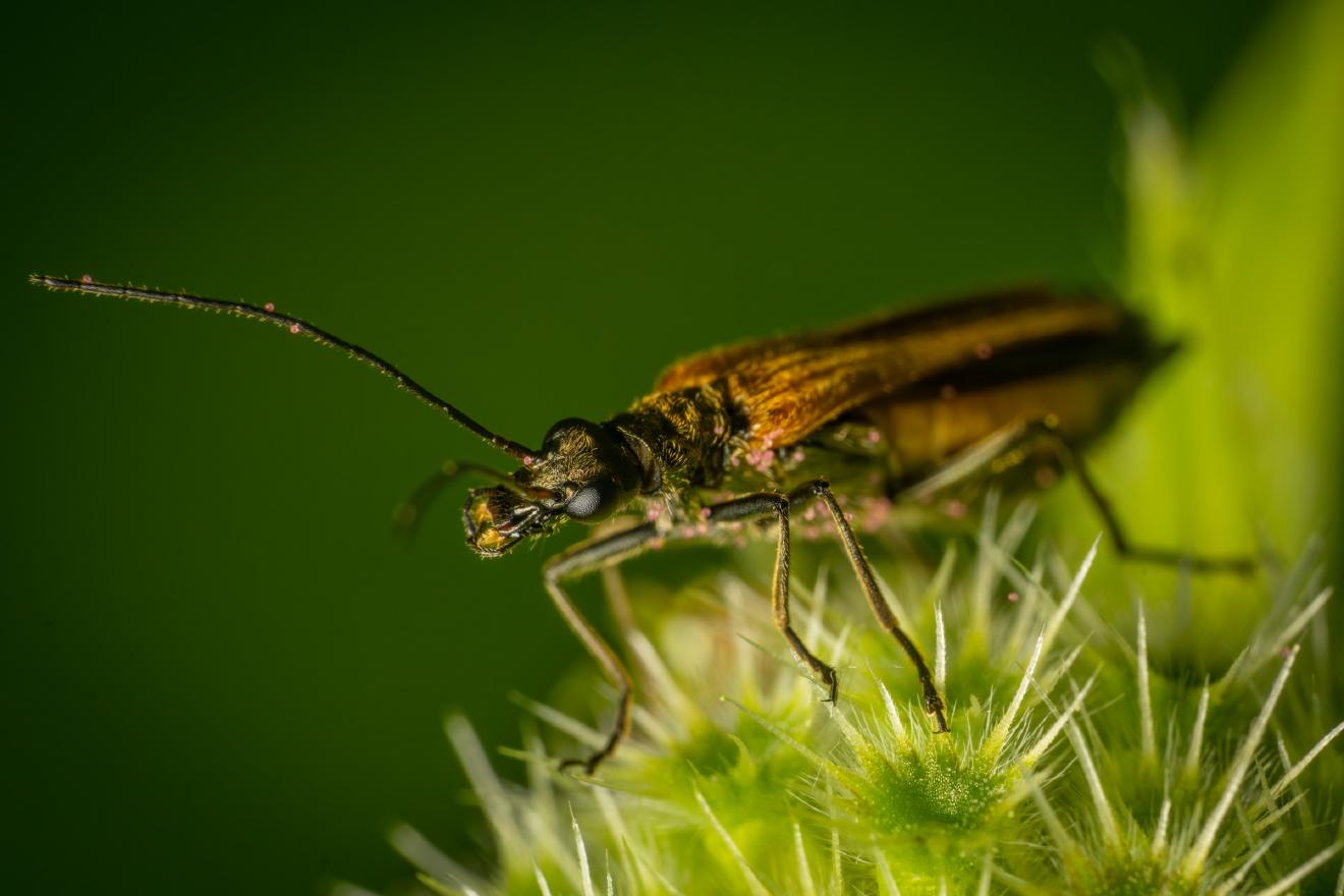 Fairy-ring Longhorn Beetle