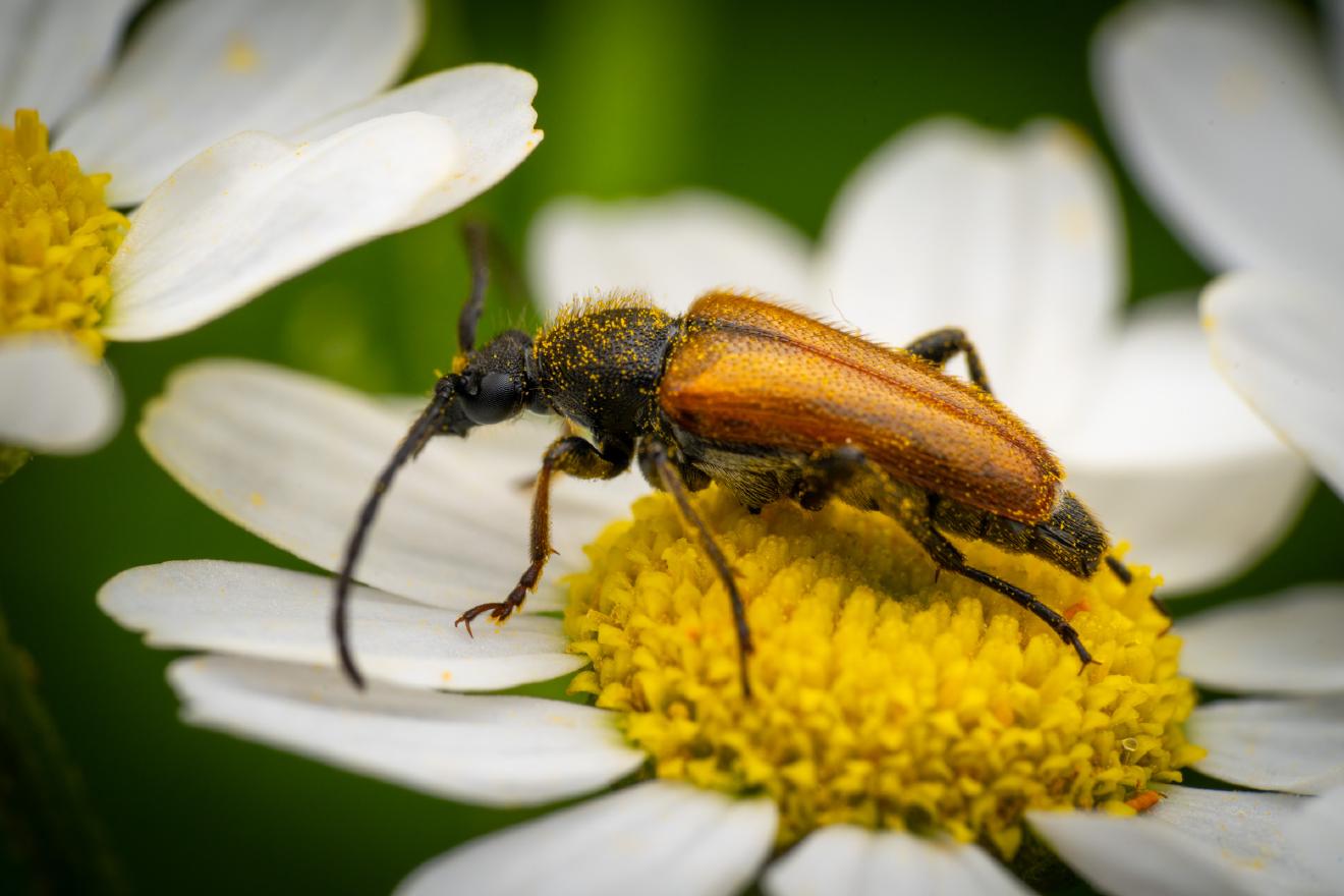 Fairy-ring Longhorn Beetle – No. 1