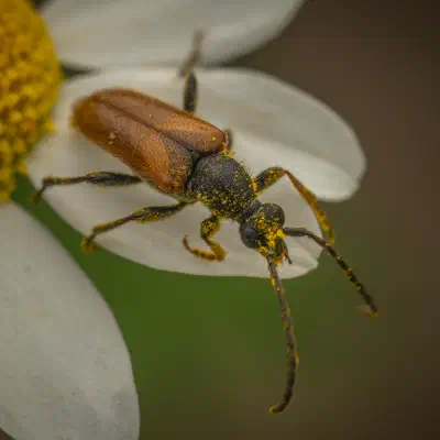 Fairy-ring Longhorn Beetle