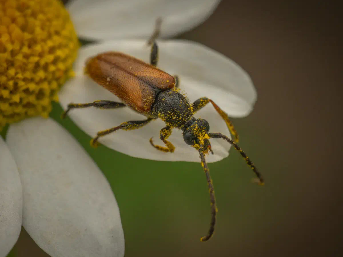 Fairy-ring Longhorn Beetle