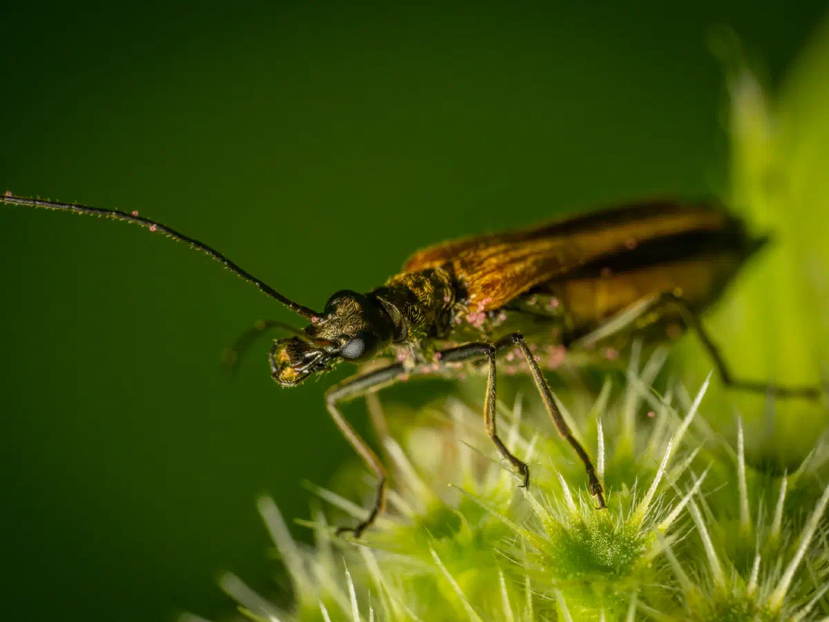 Fairy-ring Longhorn Beetle