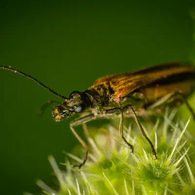 Fairy-ring Longhorn Beetle