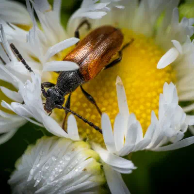 Fairy-ring Longhorn Beetle