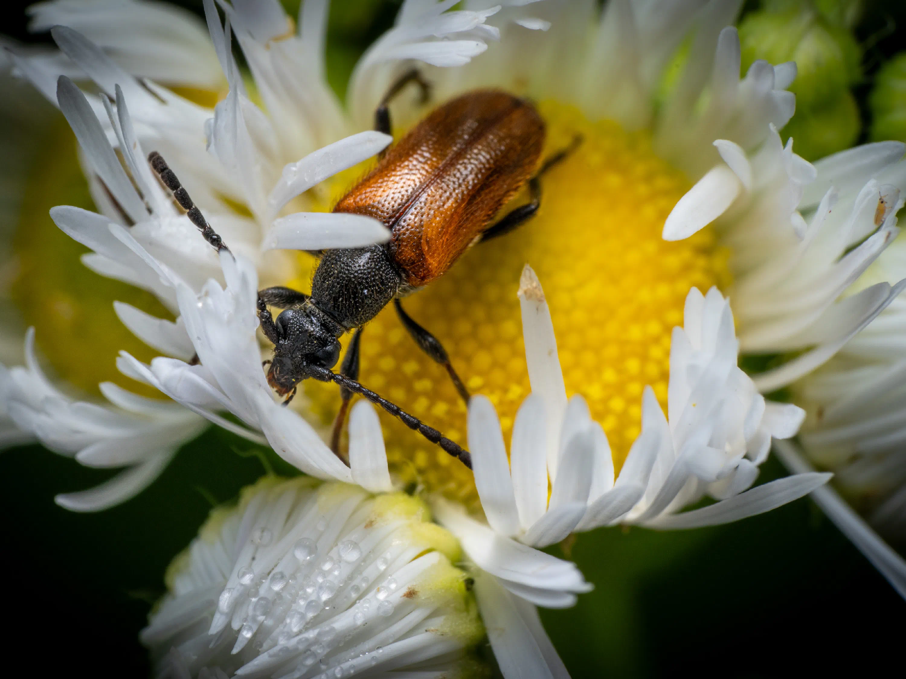 Fairy-ring Longhorn Beetle