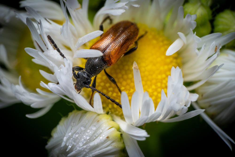 April 24, 2024 – Issue No. 250
– Issue No. 250: “Fairy-ring Longhorn Beetle“ Fairy-ring Longhorn Beetle