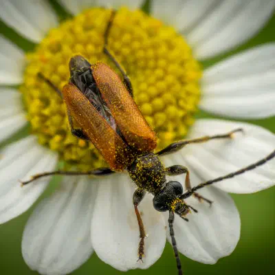Fairy-ring Longhorn Beetle