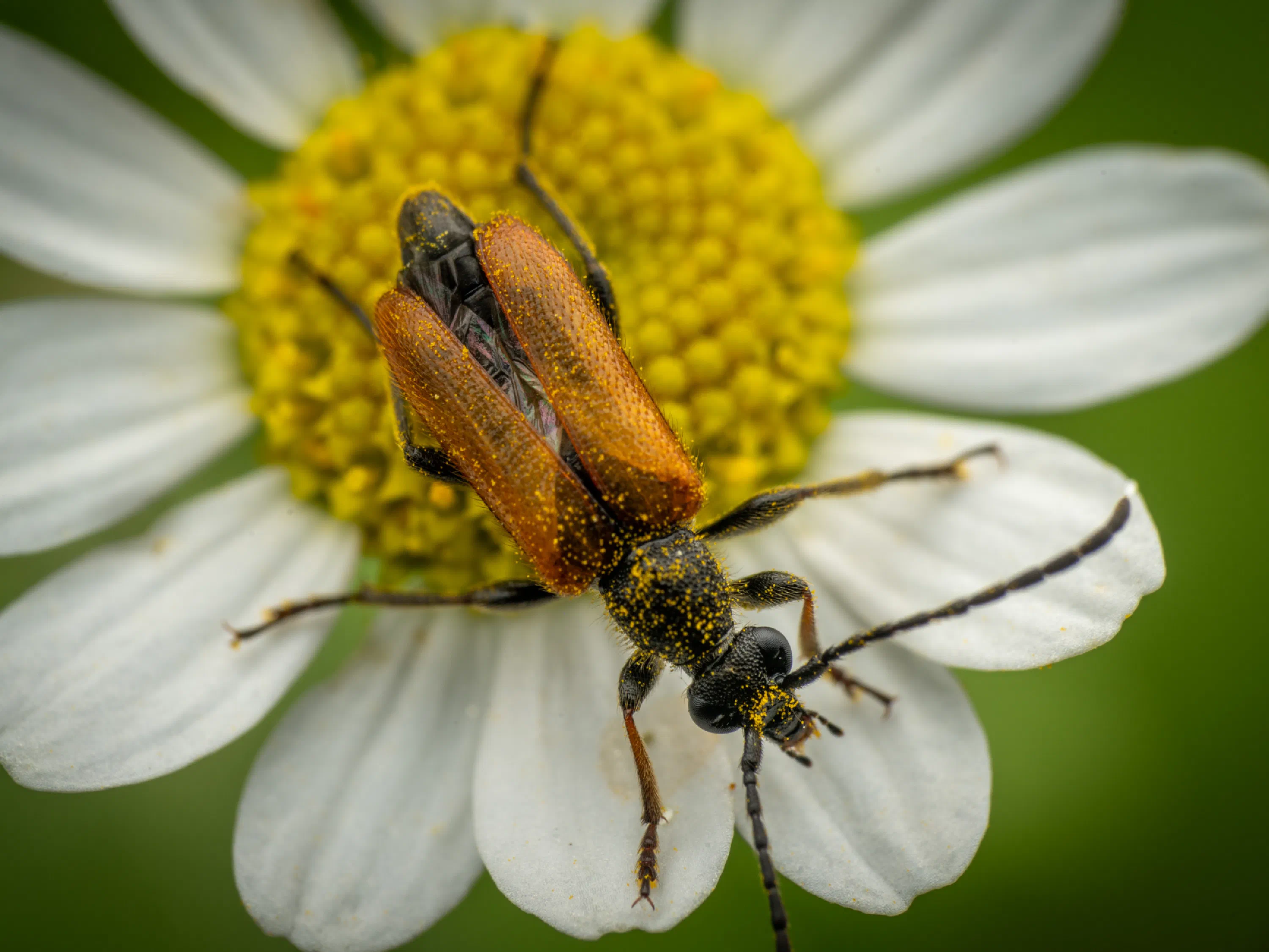 Fairy-ring Longhorn Beetle
