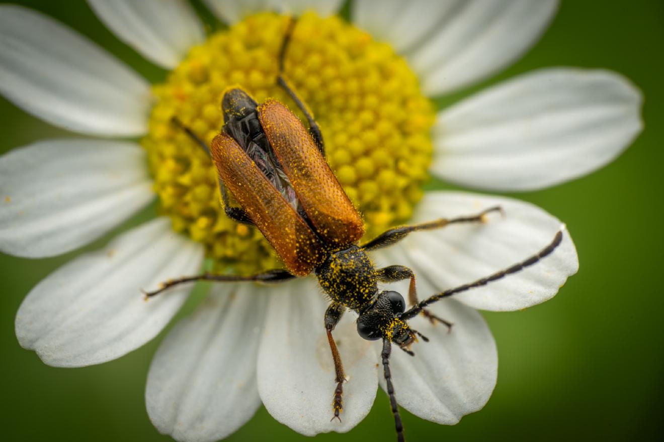 Fairy-ring Longhorn Beetle – No. 4