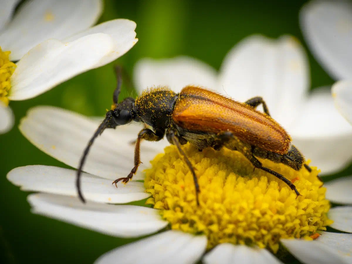 Fairy-ring Longhorn Beetle