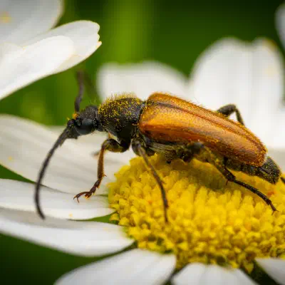 Fairy-ring Longhorn Beetle