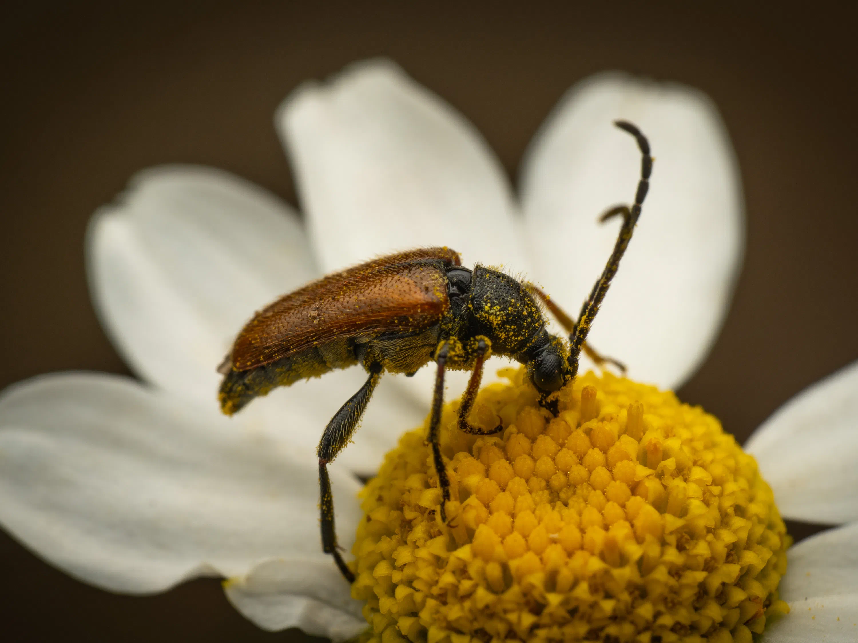 Fairy-ring Longhorn Beetle