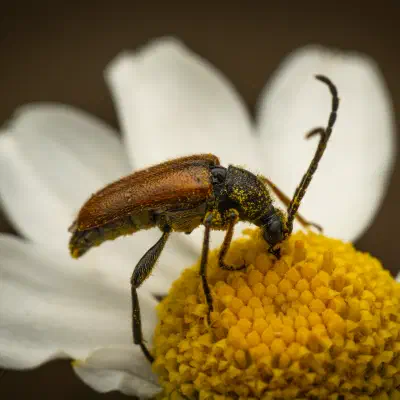 Fairy-ring Longhorn Beetle