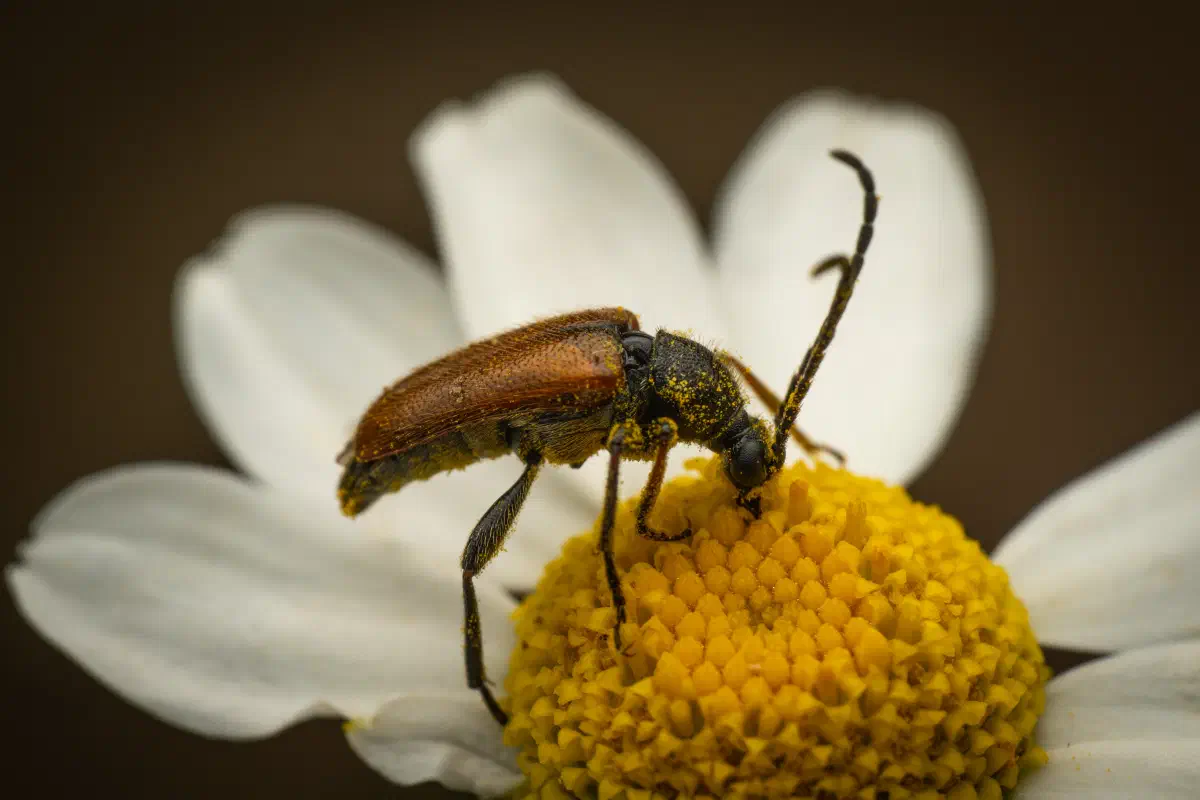 Pseudovadonie livide