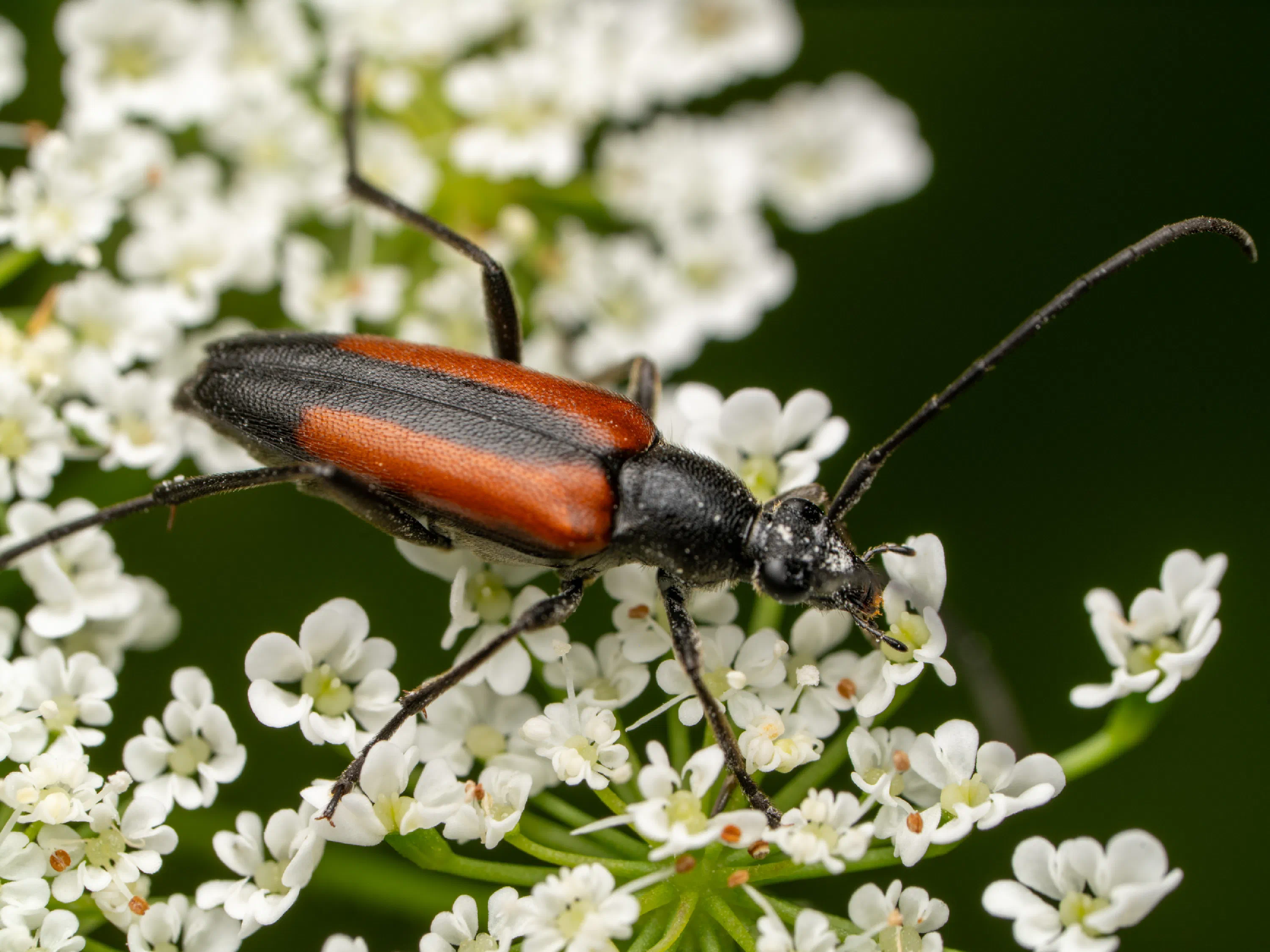 Kleiner Schmalbock