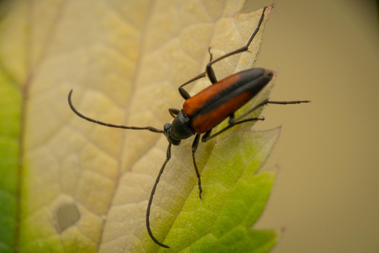 Black-striped Longhorn Beetle – No. 1