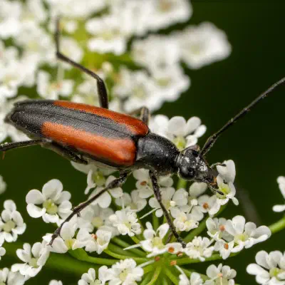 Kleiner Schmalbock