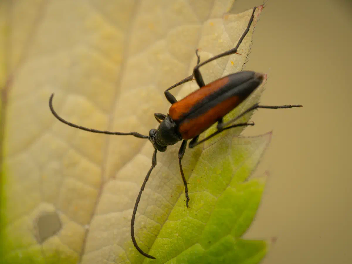 Black-striped Longhorn Beetle