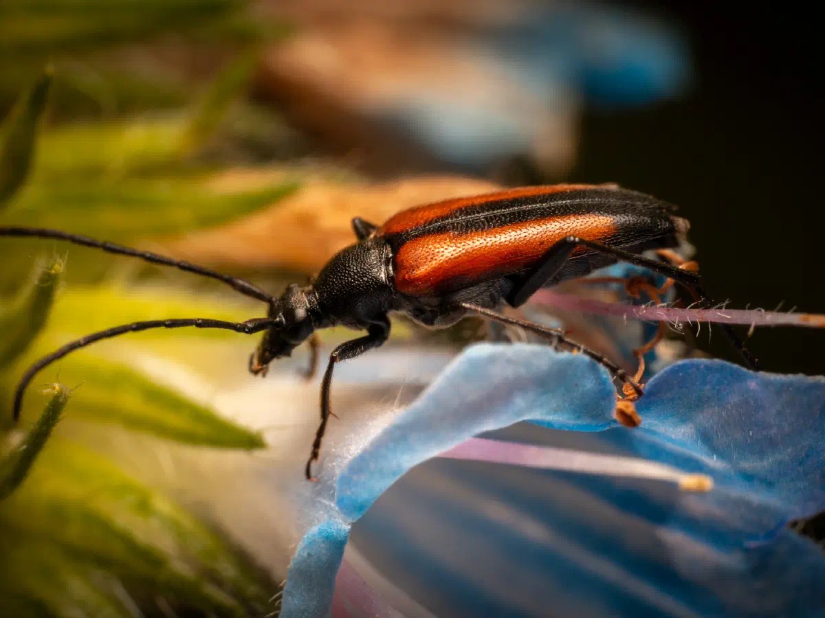 Black-striped Longhorn Beetle