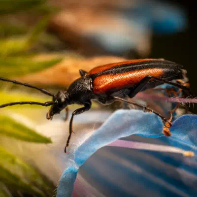Black-striped Longhorn Beetle