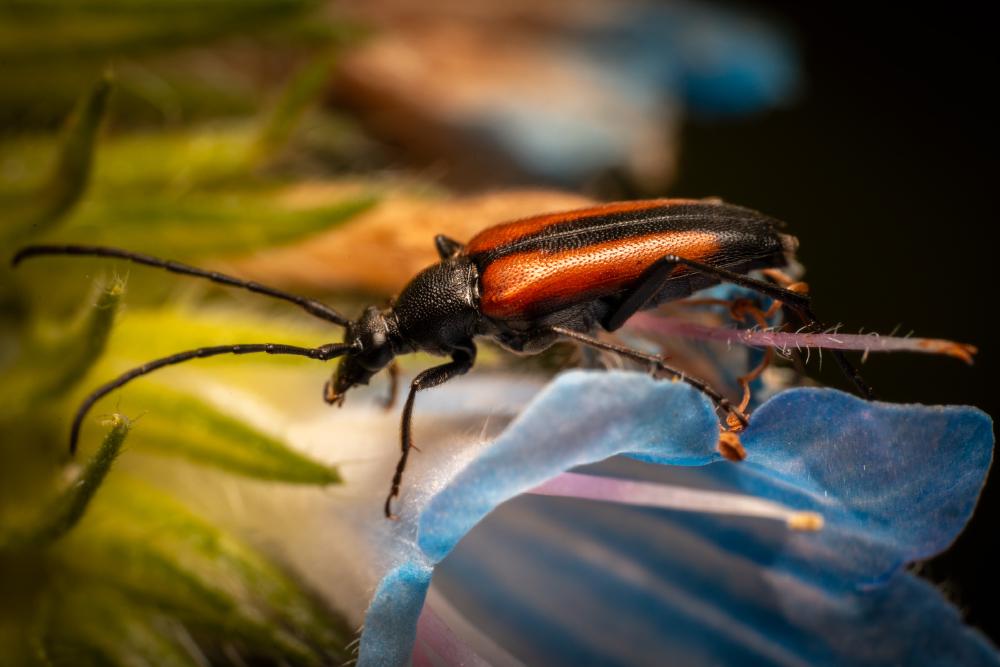 March 30, 2024 – Issue No. 225
– Issue No. 225: “Black-striped Longhorn Beetle“ Black-striped Longhorn Beetle