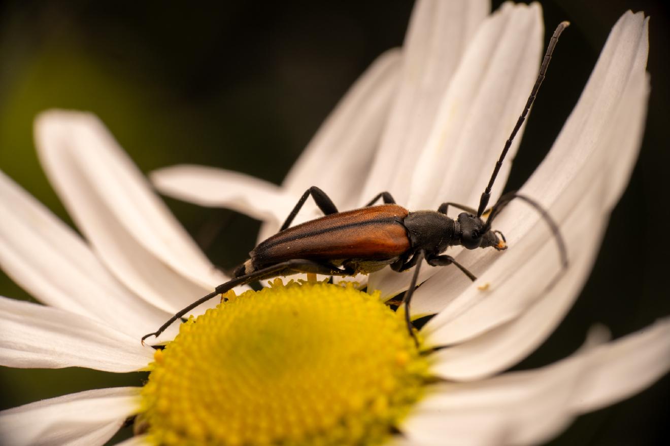 Black-striped Longhorn Beetle – No. 3