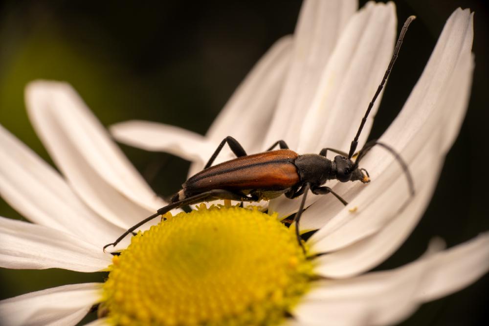 January 27, 2025 – Issue No. 528
– Issue No. 528: “Black-striped Longhorn Beetle“ Black-striped Longhorn Beetle