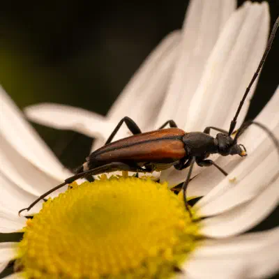 Black-striped Longhorn Beetle