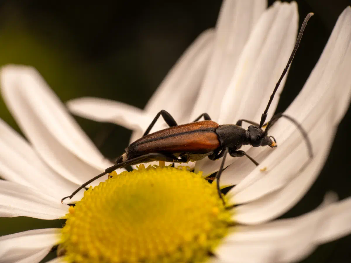 Black-striped Longhorn Beetle