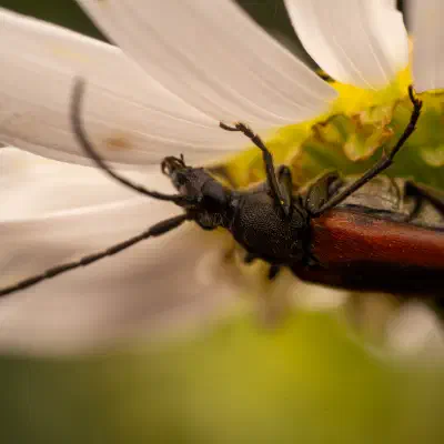 Black-striped Longhorn Beetle