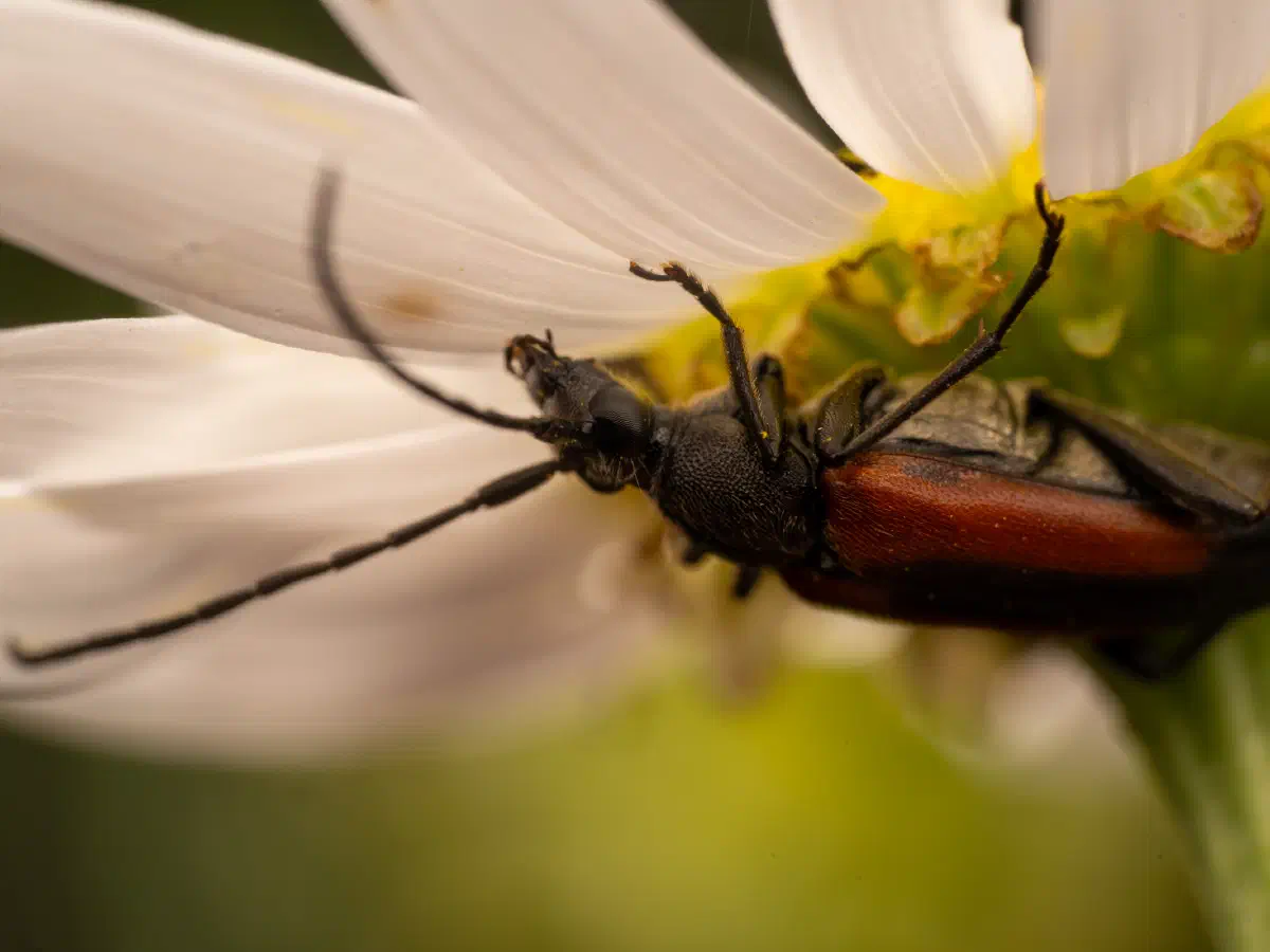 Black-striped Longhorn Beetle